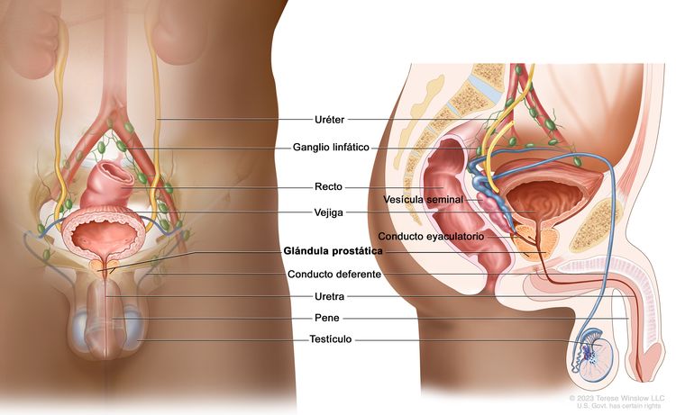 Anatomía del aparato reproductor y el aparato urinario en el hombre. En el dibujo se muestran vistas frontales y laterales de los uréteres, la vejiga, la glándula prostática, el conducto deferente, la uretra, el pene y los testículos. También se muestra una vista lateral de la vesícula seminal y el conducto eyaculatorio, así como vistas frontales y laterales del recto y los ganglios linfáticos de la pelvis.
