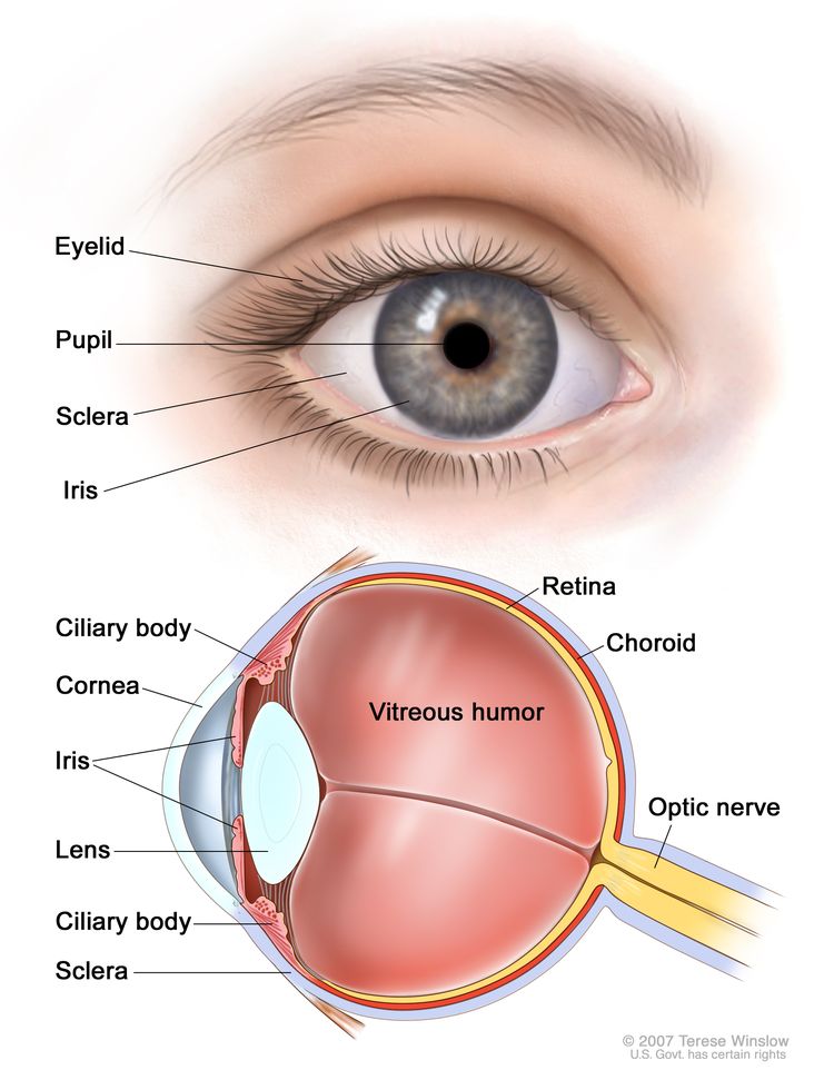 Eye anatomy; two-panel drawing showing the outside and inside of the eye. The top panel shows the outside of the eye, including the eyelid, pupil, sclera, and iris. The bottom panel shows the inside of the eye, including the cornea, lens, ciliary body, retina, choroid, optic nerve, and vitreous humor. Eye anatomy; two-panel drawing showing the outside and inside of the eye. The top panel shows the outside of the eye, including the eyelid, pupil, sclera, and iris. The bottom panel shows the inside of the eye, including the cornea, lens, ciliary body, retina, choroid, optic nerve, and vitreous humor.