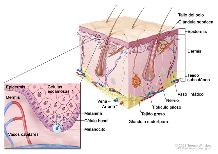 Anatomía de la piel con melanocitos. En la imagen se observa la anatomía de la piel normal: la epidermis, la dermis, los folículos pilosos, las glándulas sudoríparas, los tallos del pelo, las venas, las arterias, el tejido graso, los nervios, los vasos linfáticos, las glándulas sebáceas y el tejido subcutáneo. En la ampliación se muestran las capas de células escamosas y basales de la epidermis, encima de la dermis que tiene vasos capilares. Se muestra la melanina en las células. Además, se observa un melanocito en la capa de las células basales, que es la parte más profunda de la epidermis. Anatomía de la piel con melanocitos. En la imagen se observa la anatomía de la piel normal: la epidermis, la dermis, los folículos pilosos, las glándulas sudoríparas, los tallos del pelo, las venas, las arterias, el tejido graso, los nervios, los vasos linfáticos, las glándulas sebáceas y el tejido subcutáneo. En la ampliación se muestran las capas de células escamosas y basales de la epidermis, encima de la dermis que tiene vasos capilares. Se muestra la melanina en las células. Además, se observa un melanocito en la capa de las células basales, que es la parte más profunda de la epidermis.