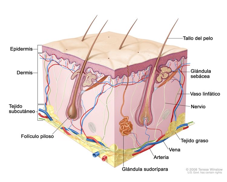 Anatomía de la piel; el dibujo muestra las capas de la epidermis, la dermis y el tejido subcutáneo, con inclusión de los tallos del pelo y los folículos pilosos, las glándulas sebáceas, los vasos linfáticos, los nervios, el tejido graso, las venas, las arterias y una glándula sudorípara. Anatomía de la piel; el dibujo muestra las capas de la epidermis, la dermis y el tejido subcutáneo, con inclusión de los tallos del pelo y los folículos pilosos, las glándulas sebáceas, los vasos linfáticos, los nervios, el tejido graso, las venas, las arterias y una glándula sudorípara.