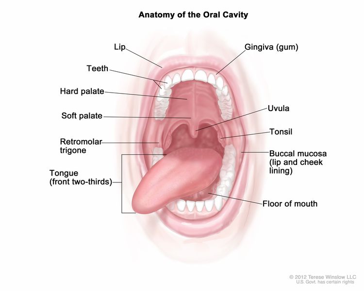 Anatomy of the oral cavity; drawing shows the lip, hard palate, soft palate, retromolar trigone, front two-thirds of the tongue, gingiva, buccal mucosa, and floor of mouth. Also shown are the teeth, uvula, and tonsil. Anatomy of the oral cavity; drawing shows the lip, hard palate, soft palate, retromolar trigone, front two-thirds of the tongue, gingiva, buccal mucosa, and floor of mouth. Also shown are the teeth, uvula, and tonsil.