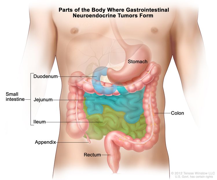 Drawing of the gastrointestinal tract showing the stomach, small intestine (including the duodenum, jejunum, and ileum), appendix, colon, and rectum. Drawing of the gastrointestinal tract showing the stomach, small intestine (including the duodenum, jejunum, and ileum), appendix, colon, and rectum.